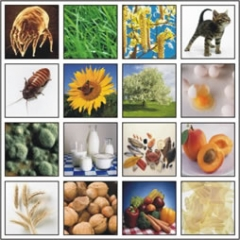 Allergologie in der Hautarztpraxis Moschner-Kunert